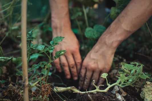 Hands touching soil in a garden, symbolizing grounding practices for health and wellness.