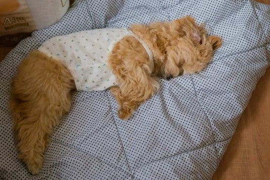 Golden puppy sleeping on a grounding mat