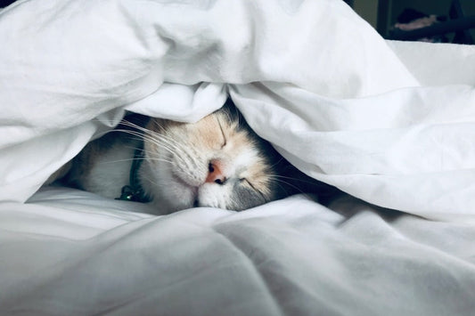 a cat peacefully sleeping in fluffy white beddings