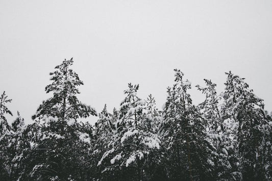 Snow-covered pine trees under a pale grey winter sky.