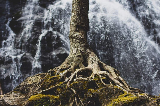 Tree roots gripping mossy earth with a waterfall in the background.