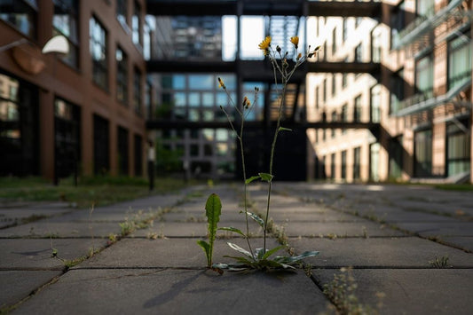 Wildflower growing through pavement cracks in a modern urban courtyard.