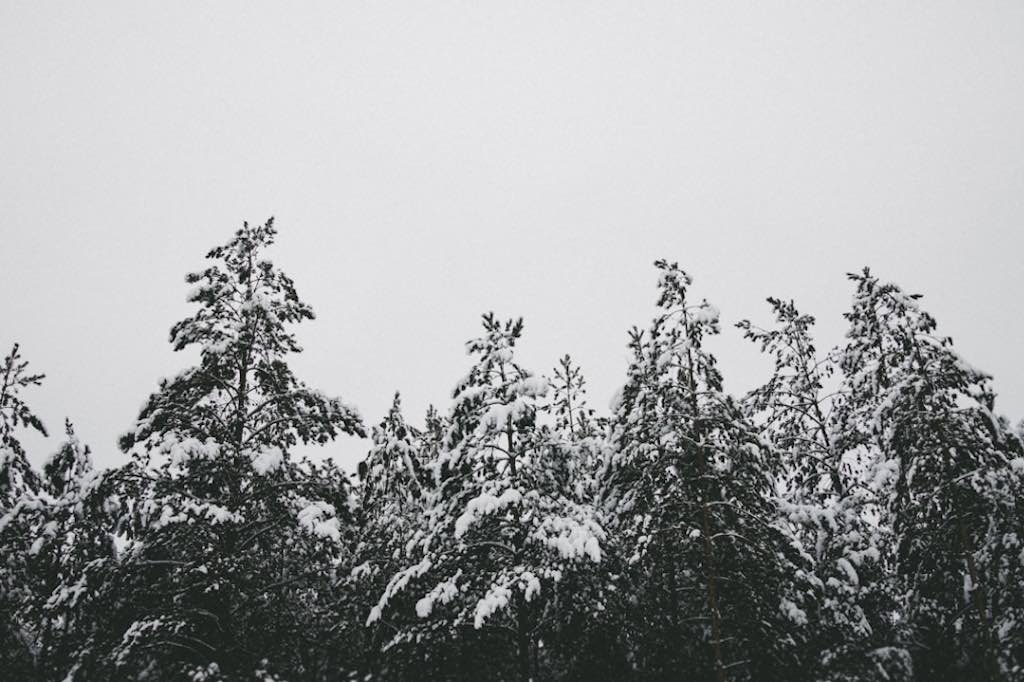 Snow-covered pine trees under a pale grey winter sky.