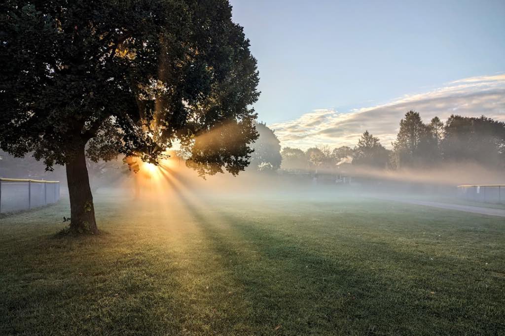 Sunrise beams breaking through a tree on a misty morning in a peaceful park.