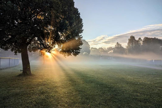 Sunrise beams breaking through a tree on a misty morning in a peaceful park.